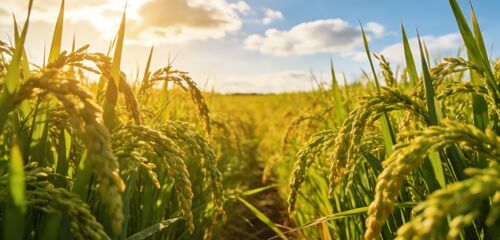 latest company news about Say Goodbye to Weather-Dependent Rice Drying: Low-Temperature Circulating Rice Dryer, Guarding the Golden Quality of Every Grain